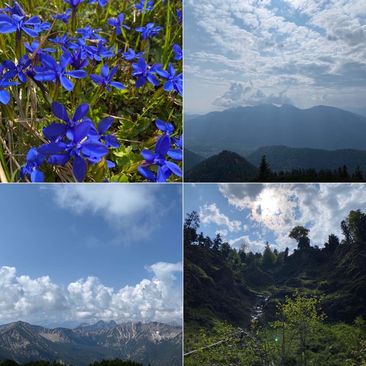 Blumen und Bergblicke
